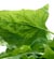 Broccoli sprouts as good as broccoli supplement? Broccoli sprouts as good as broccoli supplement?