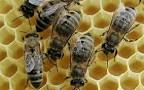 What we can learn from (the birds and) the bees What we can learn from (the birds and) the bees