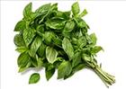 Basil Pesto